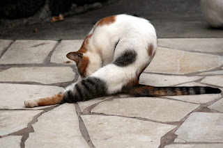 Feral Cat Taking A Bath