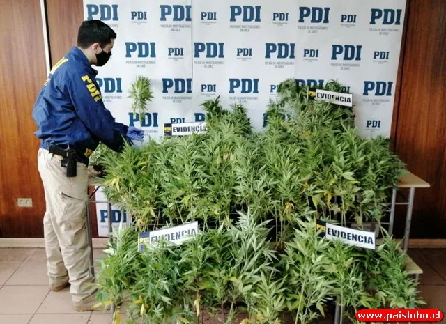 PDI incauta más de 180 plantas de cannabis en Río Negro