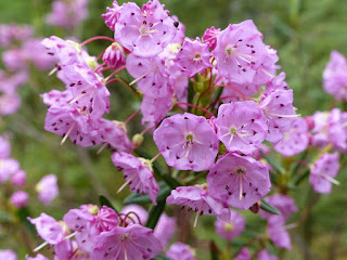 Kalmia à feuilles d'andromède - Kalmia polifolia