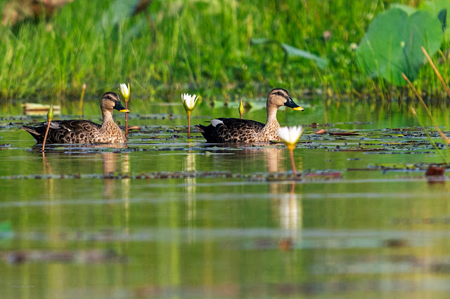 An Bui 2024 Dong Thap - Indian spot-billed duck (Vịt trời, Vịt mỏ đốm)