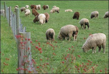 sheep by fence