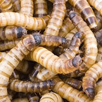 picture of worms