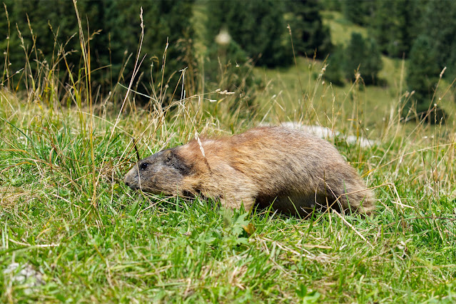 Marmotta