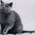 Kucing Russian Blue