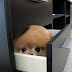 Fluffy Puppy Hides In Drawer