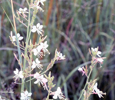 Oenothera suffrutescens formerly Gaura coccinea