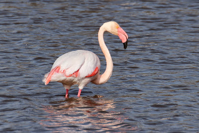 Grutte Flamingo - Flamingo - Phoenicopterus roseus