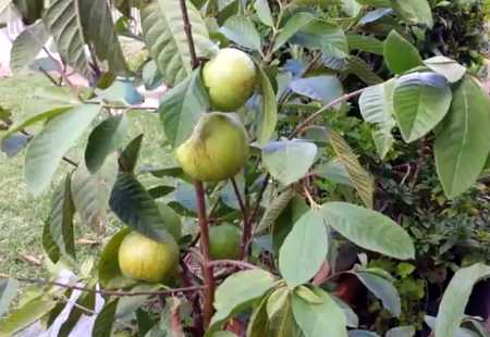 Guava Tree grown from a stem cutting