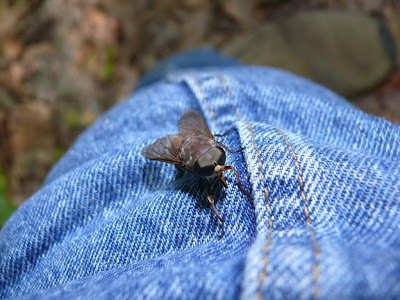 Ohio Birds and Biodiversity: Horseflies