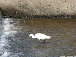 쇠백로(little egret)