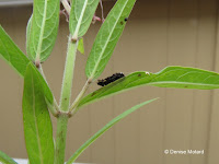 Was this Monarch caterpillar killed by a spider? - © Denise Motard