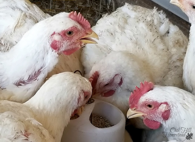 Raising Cornish cross chickens for the freezer