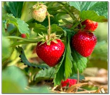 Harga Tiket Masuk Kebun Strawberry Ciwidey Bandung