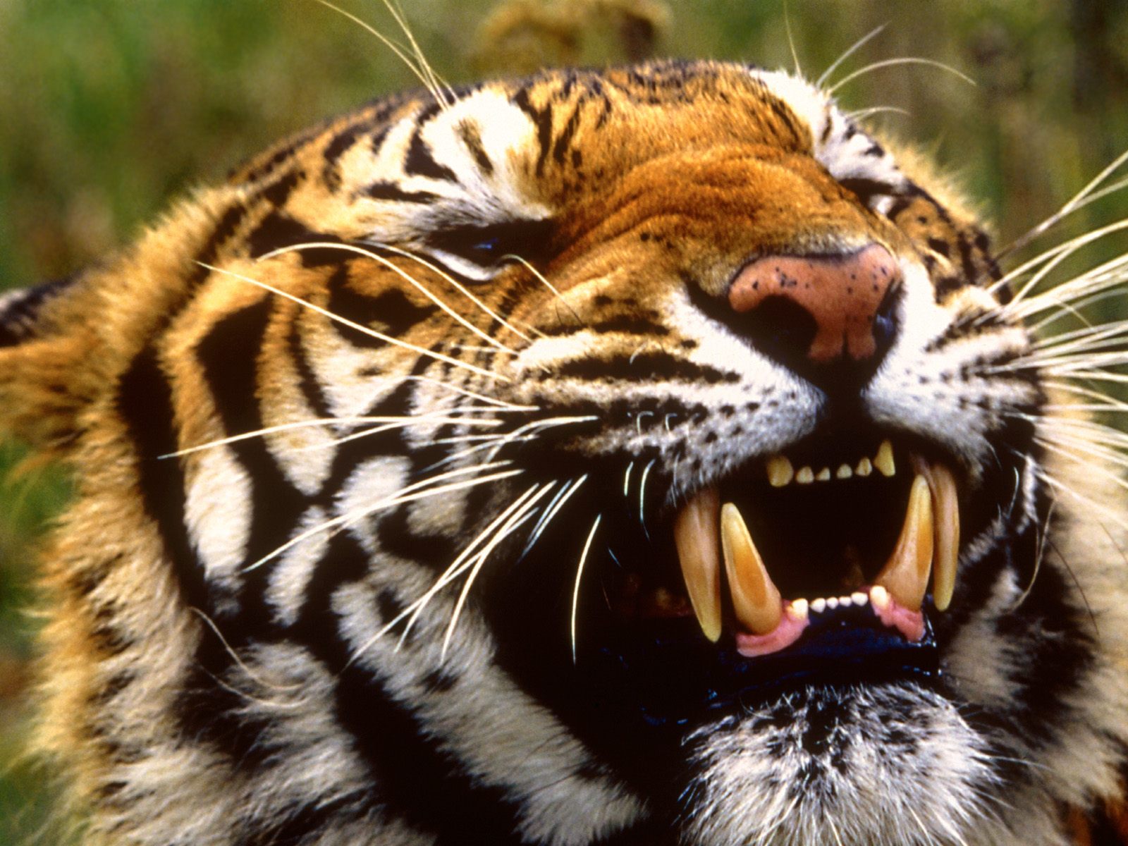 Bengal Tiger Information | Animals Blog