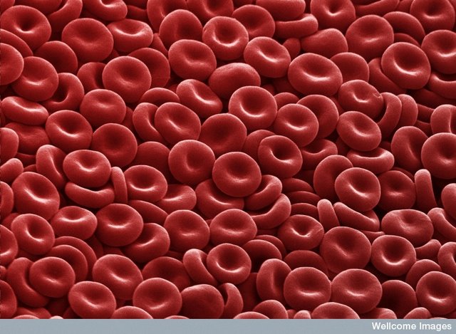 Proses Pembentukan Eritrosit  Sel Darah Merah di Dalam 
