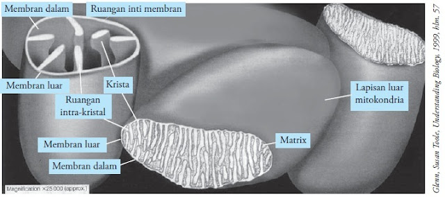 Struktur Mitokondria