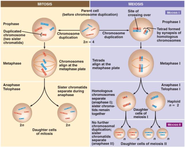 apa yang dimaksud dengan meiosis