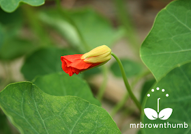 Nasturtium Spitfire Flower bud, climbing nasturtium