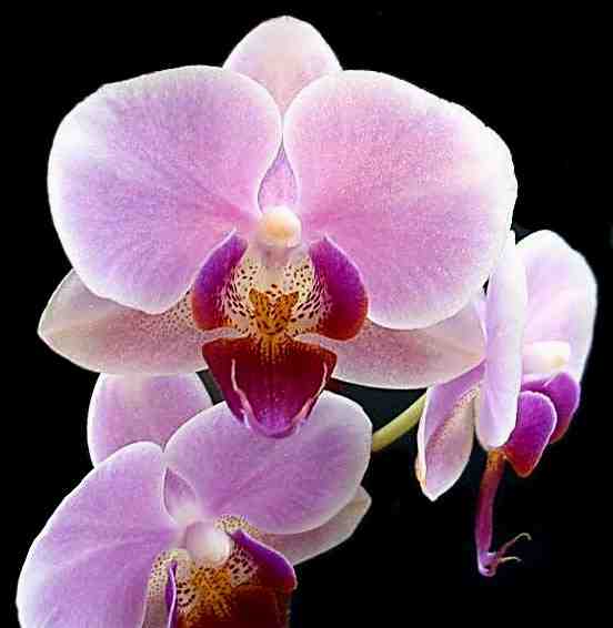Orchid is well know as the most beautiful flowers.