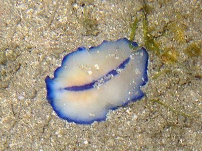 Pseudoceros Flatworm