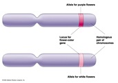 allele