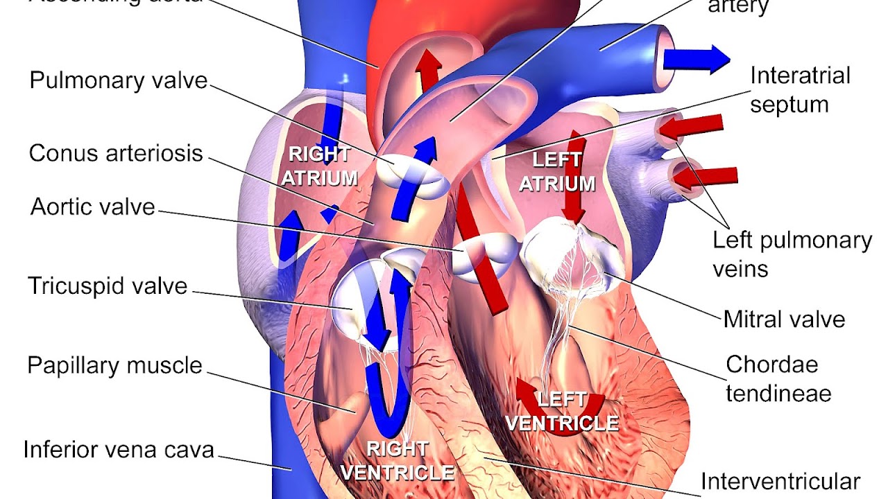 The Heart Arteries And Veins