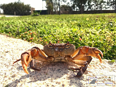 Crab at Monachus Monachus Apartments