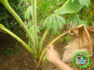 Perawatan Daun Tanaman Pisang