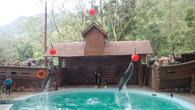 dolphin show taman safari indonesia