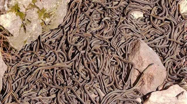 serpiente de jarretera de flancos rojos - pozos Snake Narcisse en Manitoba, Canadá