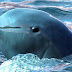 Some amazing facts about Porpoises for kids