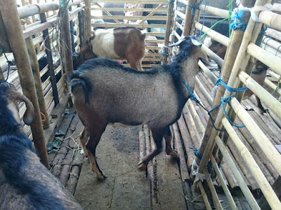 Harga qurban kambing dan domba solo, sragen, klaten, karanganyar, wonogiri, sukoharjo dan boyolali