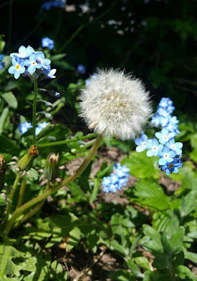 pissenlit-fleurs-bleues-milieu-jardin-printemps