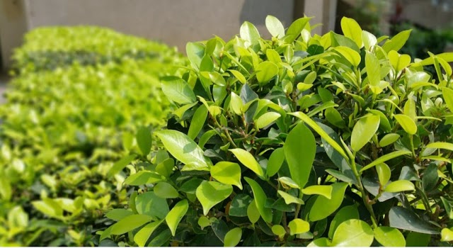 Essay about My hobby| gardening |for class v,vi vii