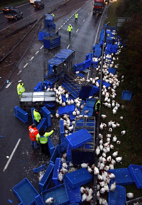 Chickens on the highway