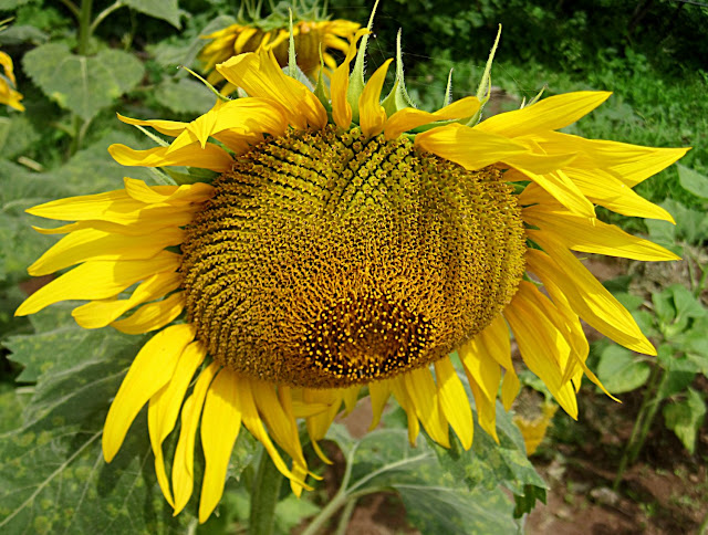 large sunflower face