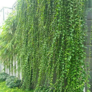 10 Tanaman Hias Unyu Untuk VertiCal Garden curtain creeper