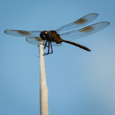 Dragonfly, Anahuac National Wildlife Refuge