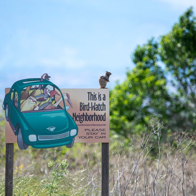 Squirrel Bird Watching at Sacramento National Wildlife Refuge