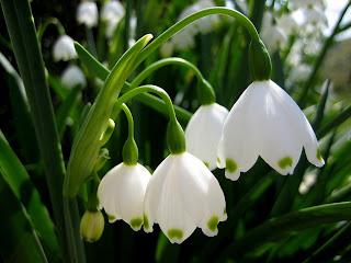 White Flowers