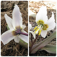 Erythronium sibiricum  кандык сибирский семена кандыка сибирского