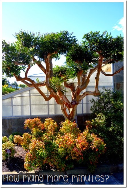 Royal Tasmanian Botanical Gardens ~ How Many More Minutes?