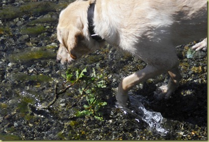Reyna walking in the water checking out a twig.