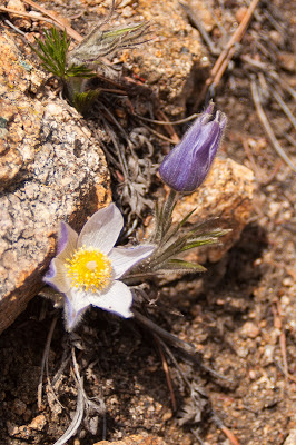 Pasque flowers