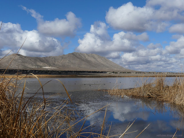 32: water and reeds