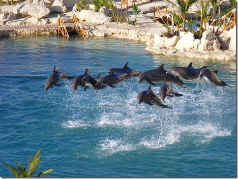 Dolphinaris 4 (2) (800x600)