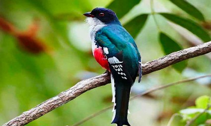 Which colorful bird serves as the national animal of Cuba?