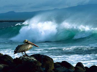 Bird on Beach