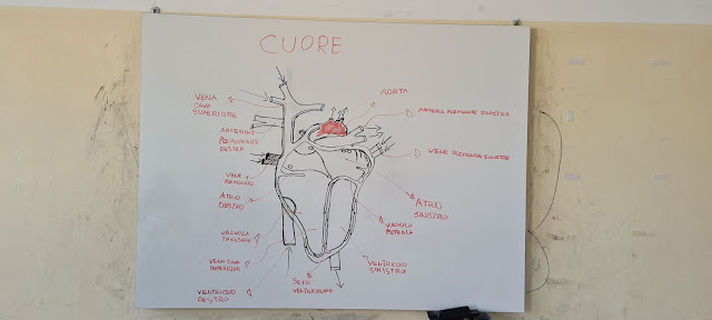 il cuore - 2 A - SS I grado