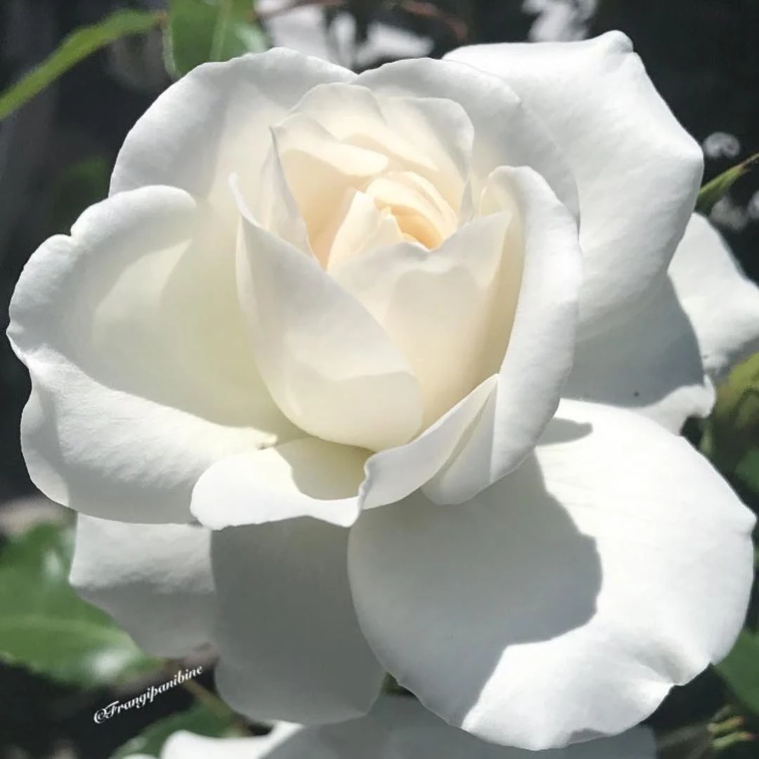 Pictures of white roses - Pictures of 20 colored roses - Pictures of 20 colored roses - NeotericIT.com